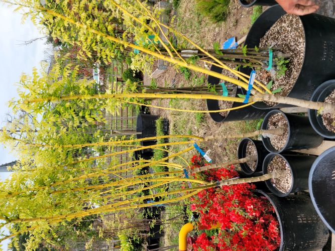 2026. 공생의 길(물길, 숲길) 프로젝트 - 1팀 1나무 심기